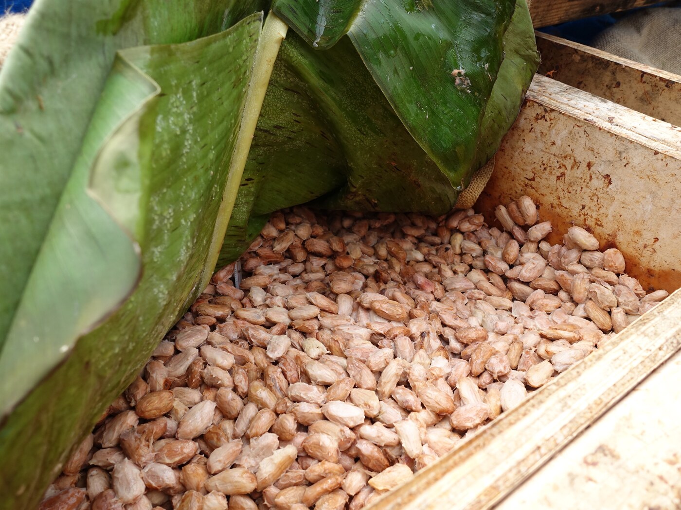 Fermentation